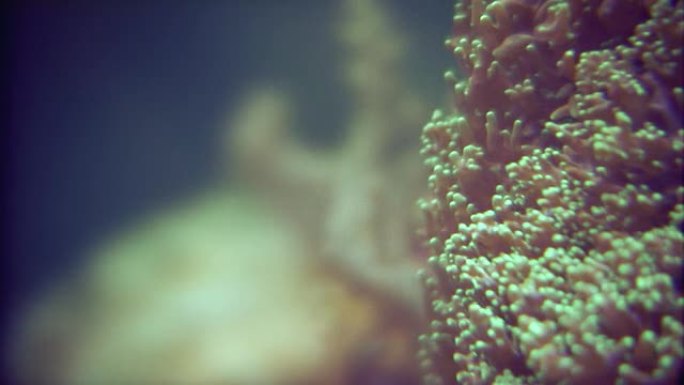 海葵看起来像绿点-高清