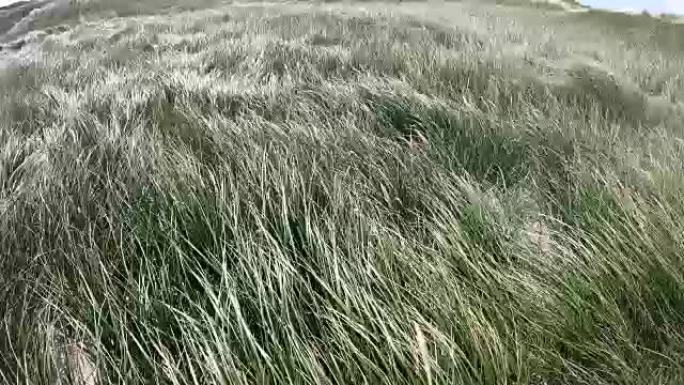北海风中沙丘草的沙丘，远足沙丘，堤防保护，Sondervig，日德兰半岛，丹麦，4k