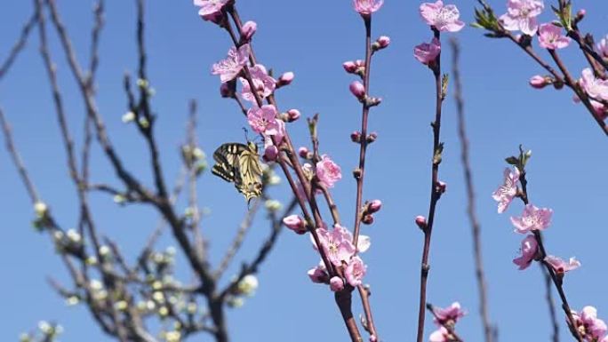 春天树上的蝴蝶4k