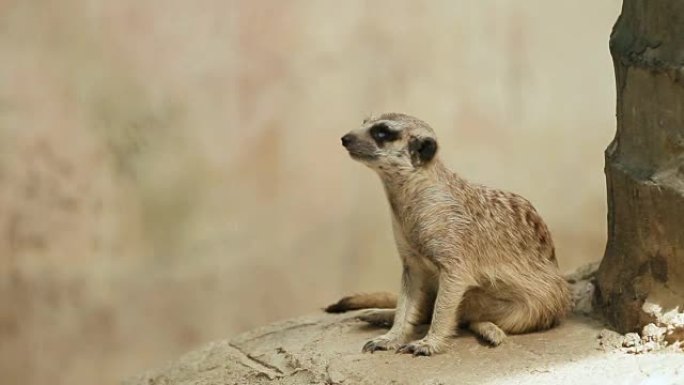 Meerkat或Suricata，Suricata suricatta坐在一块石头上，在围栏中嗅探。