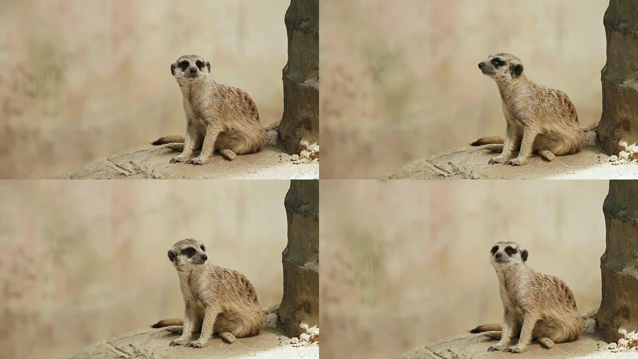 Meerkat或Suricata，Suricata suricatta坐在一块石头上，在围栏中嗅探。
