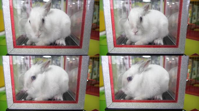 白兔。兔子在盒子里玩把戏