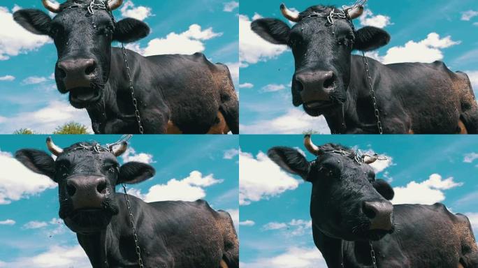 黑牛在草地上吃草，闻到天空背景上的相机。慢动作