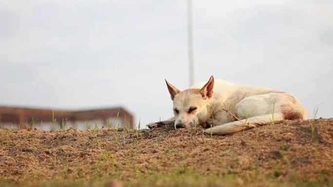 白天狗躺在地上。