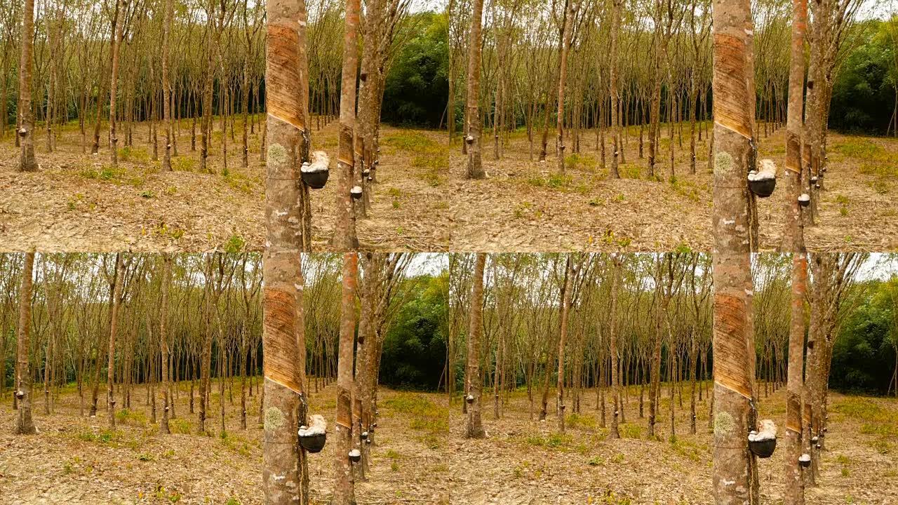 从橡胶树中提取天然乳胶的人工林。