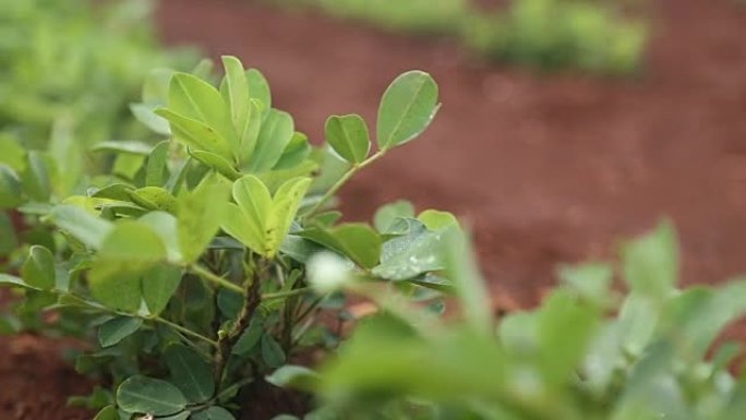 花生种植场