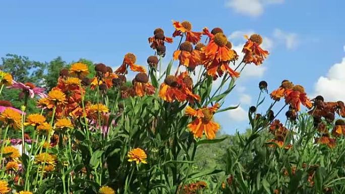 橙黄色sneezeweed (Helenium)，多年生草本植物的花坛