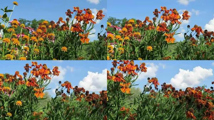 橙黄色sneezeweed (Helenium)，多年生草本植物的花坛