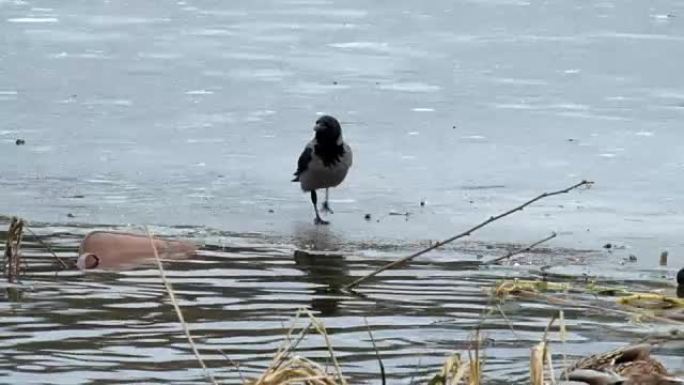 戴兜帽的乌鸦在冰冻的河流的冰上跳跃，想要从鸭子身上偷东西 (Corvus cornix)