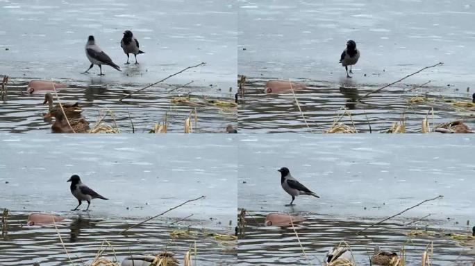 戴兜帽的乌鸦在冰冻的河流的冰上跳跃，想要从鸭子身上偷东西 (Corvus cornix)