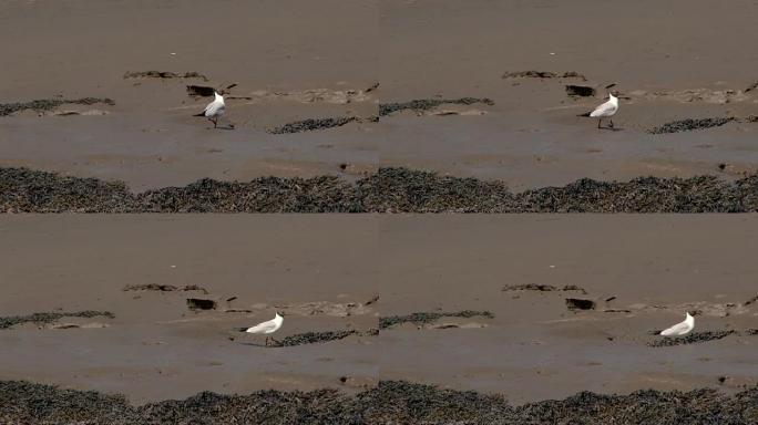 黑头鸥在泥滩上行走