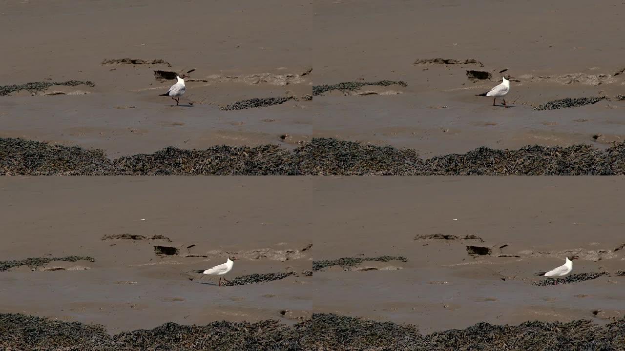 黑头鸥在泥滩上行走