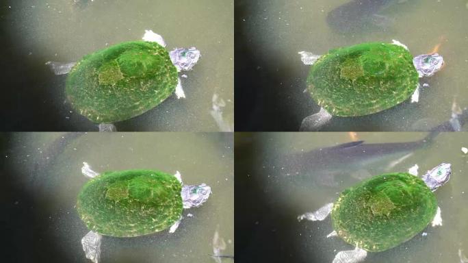 小海龟在水族馆游泳