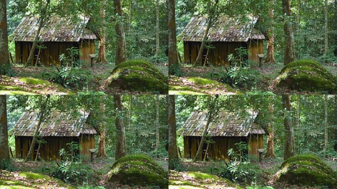森林中的木房子，屋顶上有绿树和苔藓