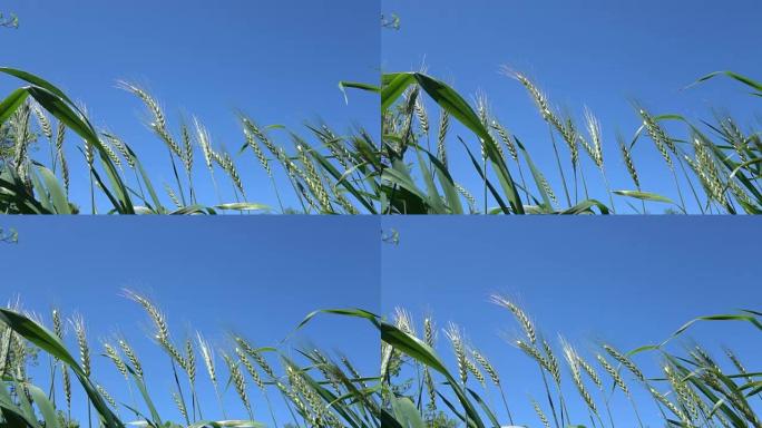 蓝天上小麦头的慢动作高清视频