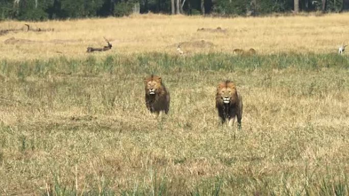 两只雄狮在肯尼亚马赛马拉观看一只雄性雄性