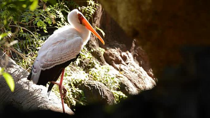 黄嘴鹳休息，异国情调的非洲鸟-Mycteria ibis