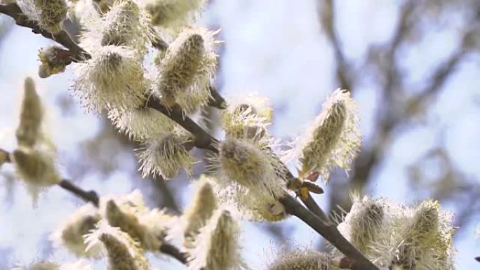 勤劳的蜜蜂在慢动作中从柳絮中收集蜂蜜的花蜜