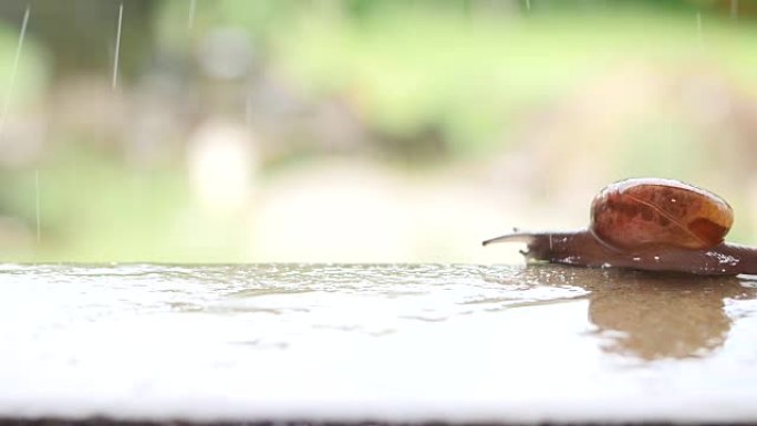 蜗牛带着雨滴行走的特写镜头