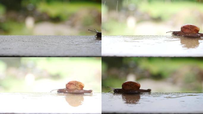 蜗牛带着雨滴行走的特写镜头