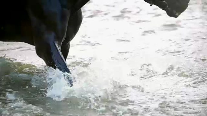 黑马在河上踩着蹄子溅水