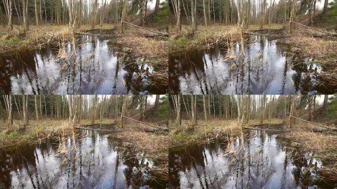 森林里的河水流动。池塘的湿地