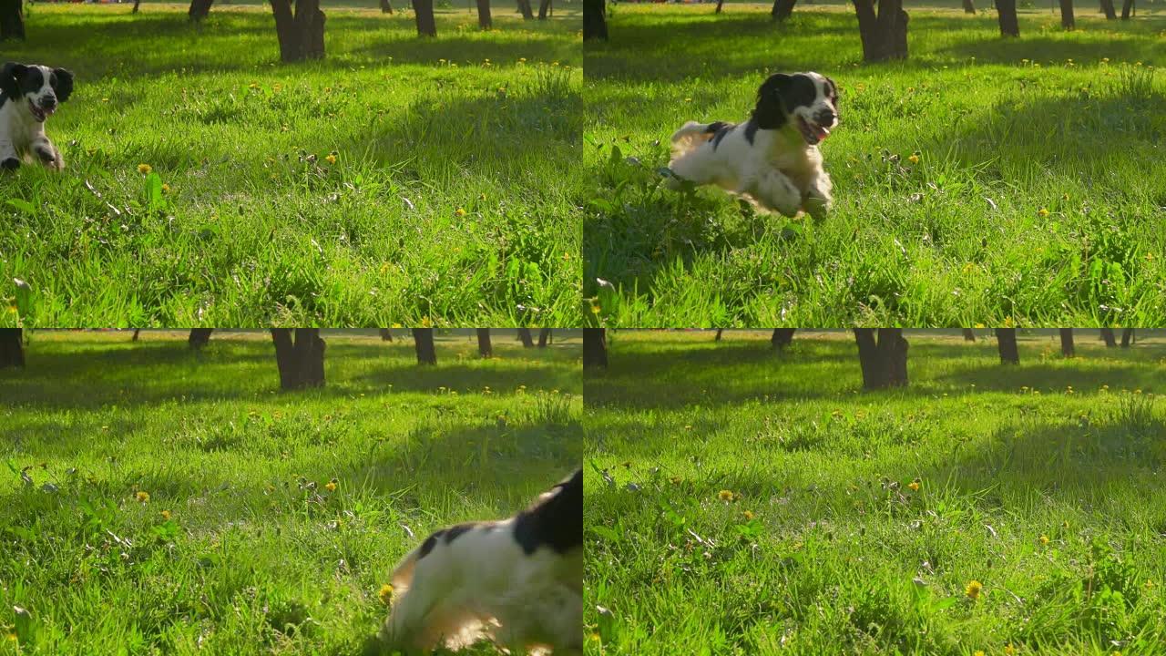 在花园里奔跑的黑白可卡犬