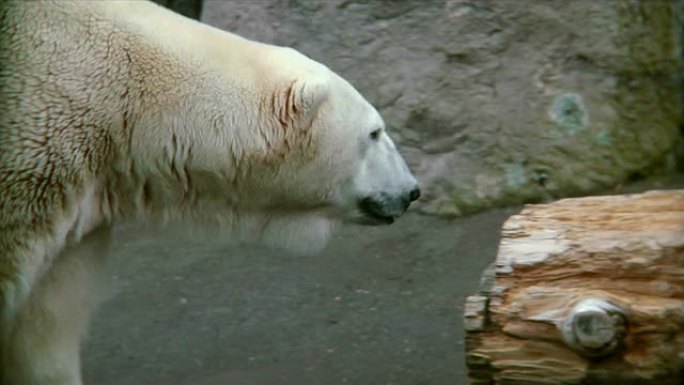 HD-北极熊舔嘴唇