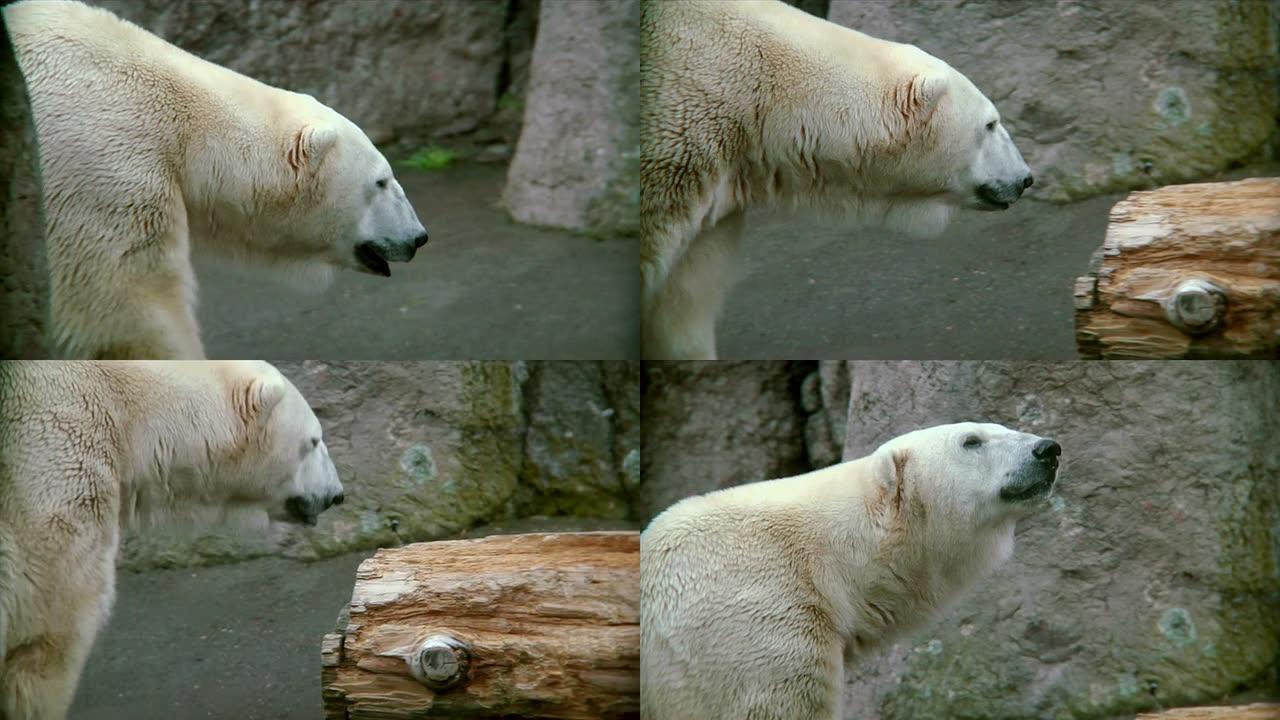 HD-北极熊舔嘴唇