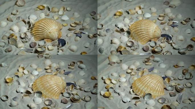 黄色的贝壳和沙子上的小贝壳