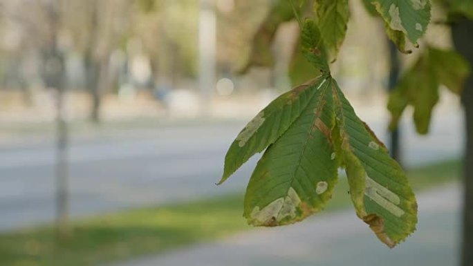 在公共道路附近的秋天晴天，风慢慢吹捧被污染的栗树叶子