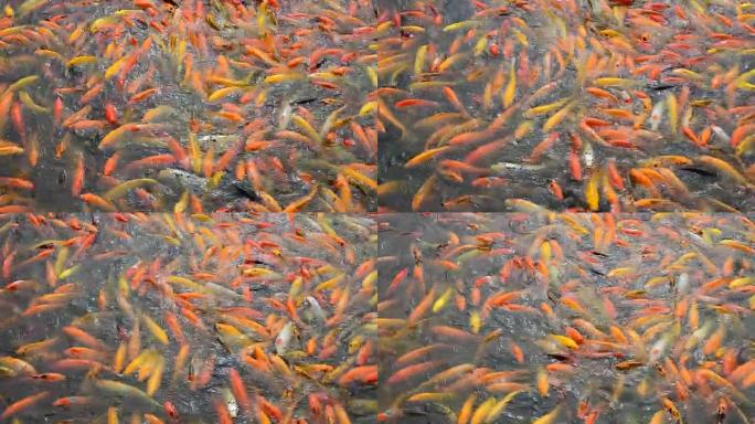 忙碌的拥挤的饥饿的五颜六色的锦鲤鱼或花哨的鲤鱼群在水塘上觅食