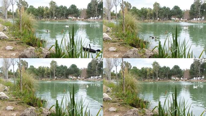 在刮风的天气里有漂浮鸭子的美丽池塘。带声音的视频。美妙的自然景观