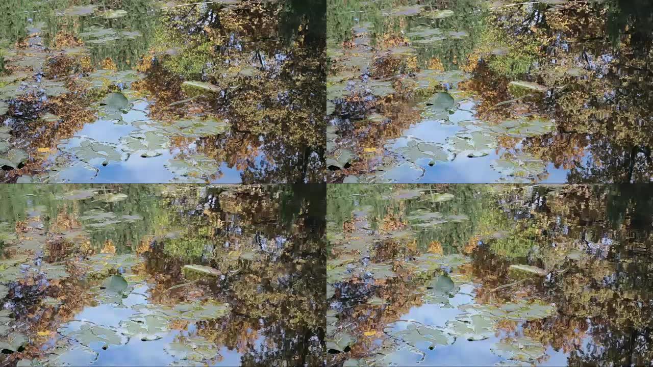 一片金秋森林在水中反射。