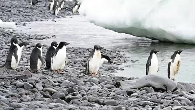 阿德利企鹅沿着海滩散步