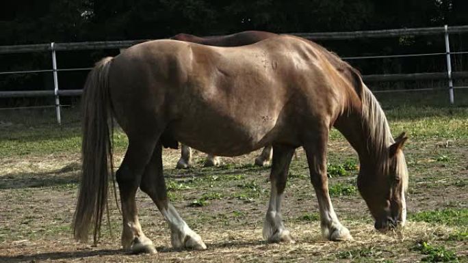 Horse drink water on the farm