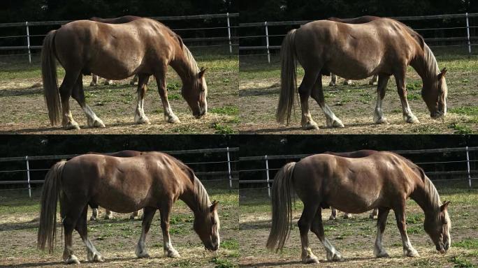 Horse drink water on the farm