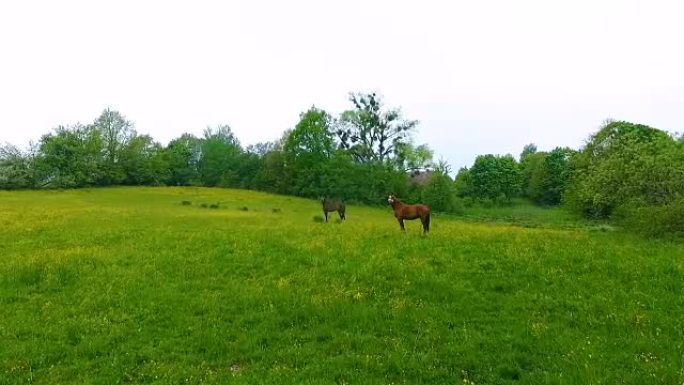 空中: 绿色草地上的几匹马