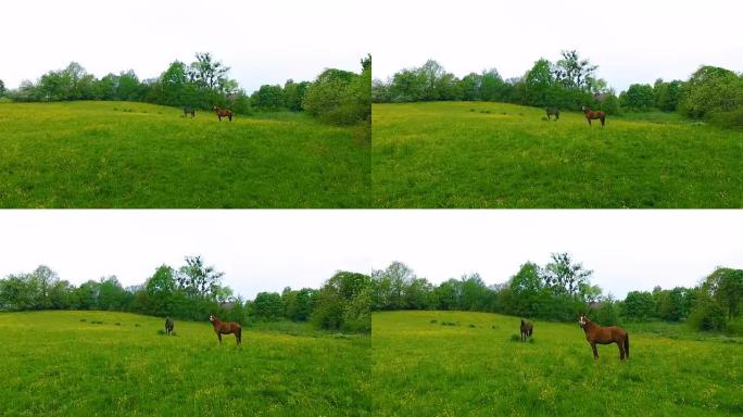空中: 绿色草地上的几匹马