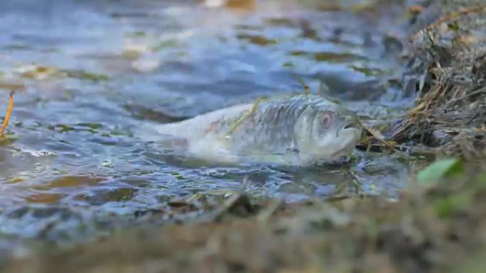 死于受污染的湖水的鱼。海浪。