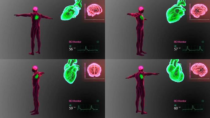 人体心脏大脑和神经系统监测动画