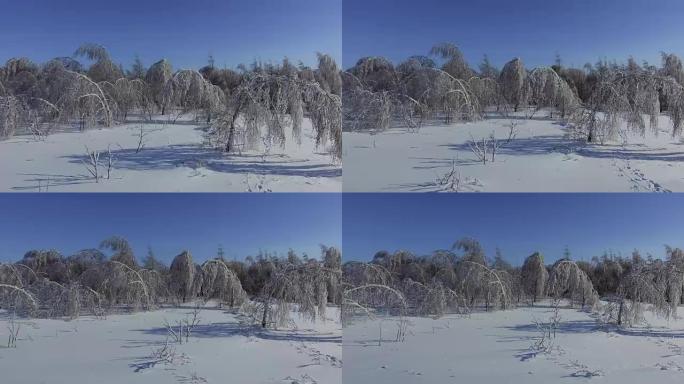 冰下的白桦树