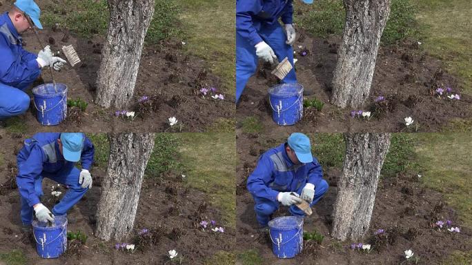 农民在苹果果树附近的蓝色桶中混合粉刷液。