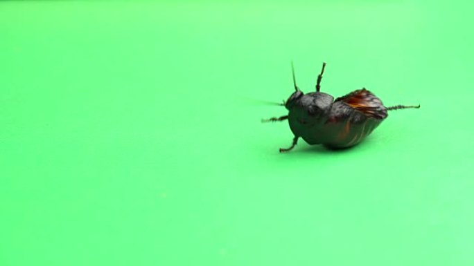 一只蟑螂在背上旋转，试图站在爪子上。绿屏
