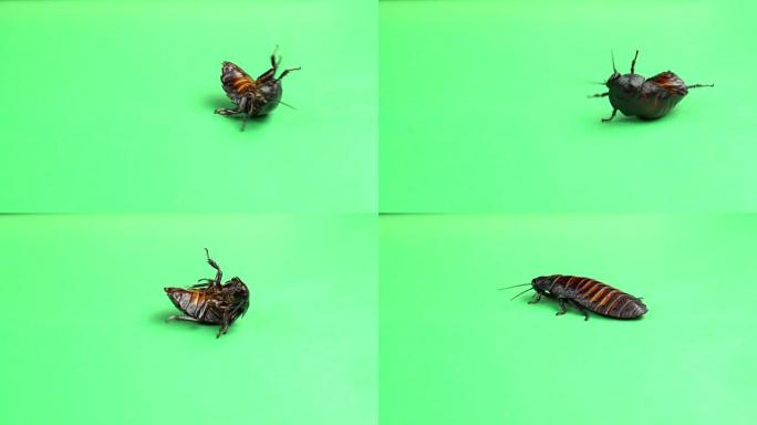一只蟑螂在背上旋转，试图站在爪子上。绿屏