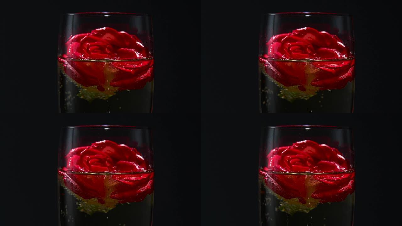 红色玫瑰花蕾躺在一杯香槟中。黑色背景。特写