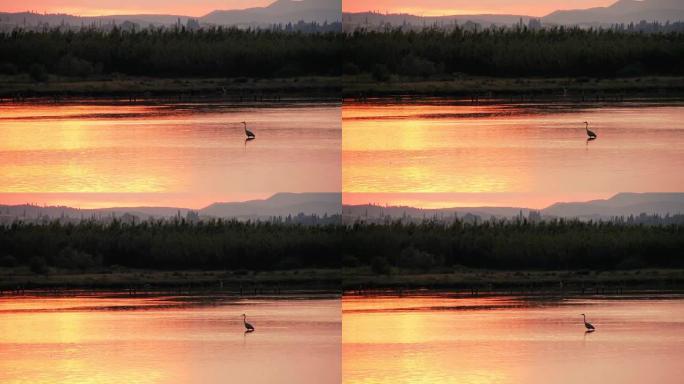 苍鹭在日落时与鱼跳跃