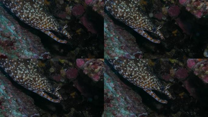 豹海鳗，特写