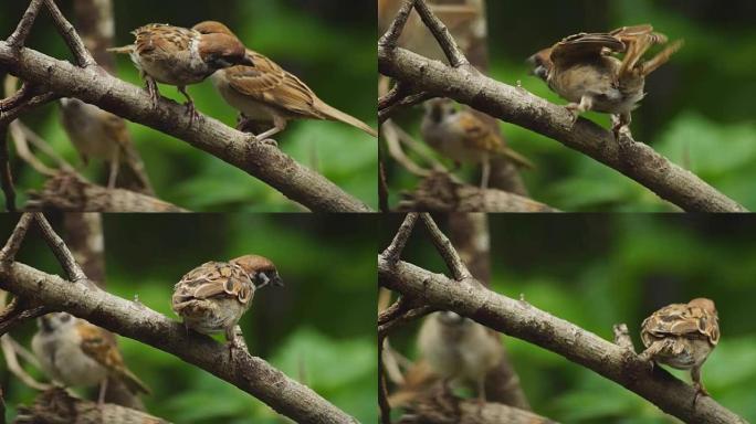 菲律宾玛雅人或欧亚树麻雀或通过人montanus perch on twig