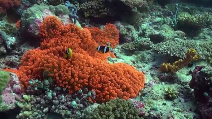 海底的橙色海葵和小丑鱼。